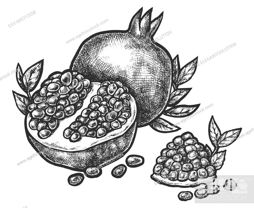 How to Draw a Pomegranate - Really Easy Drawing Tutorial