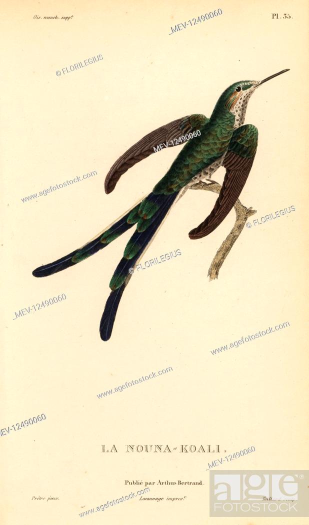 Stock Photo: Green-tailed trainbearer, Lesbia nuna (Ornismya nuna). Handcolored steel engraving by Coutant after an illustration by Jean-Gabriel Pretre from Rene Primevere.