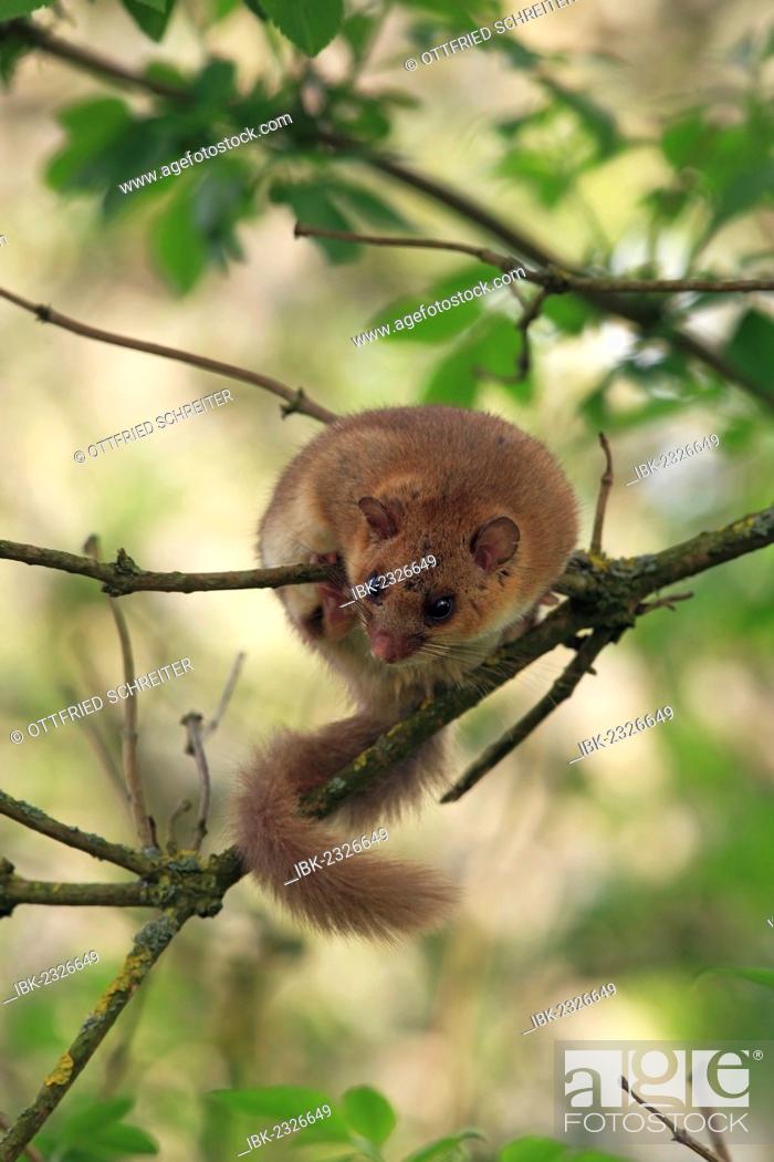 Stock Photo: Edible dormouse or fat dormouse (Glis glis) perched on branches of a tree, Solms, Hesse, Germany, Europe.