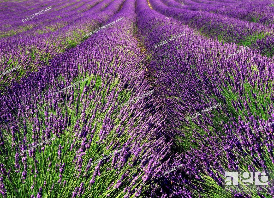 Stock Photo: Furrows of purple and green in a lavender field near Apt, Provence, France, Europe.