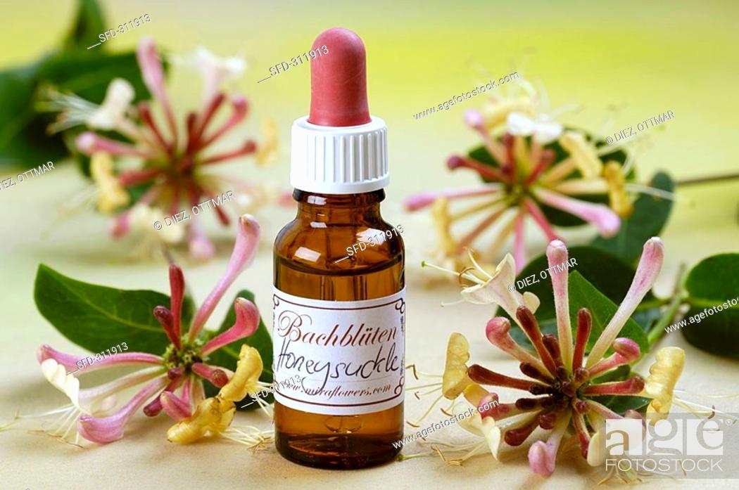 Stock Photo: Bach Flower tincture: honeysuckle.
