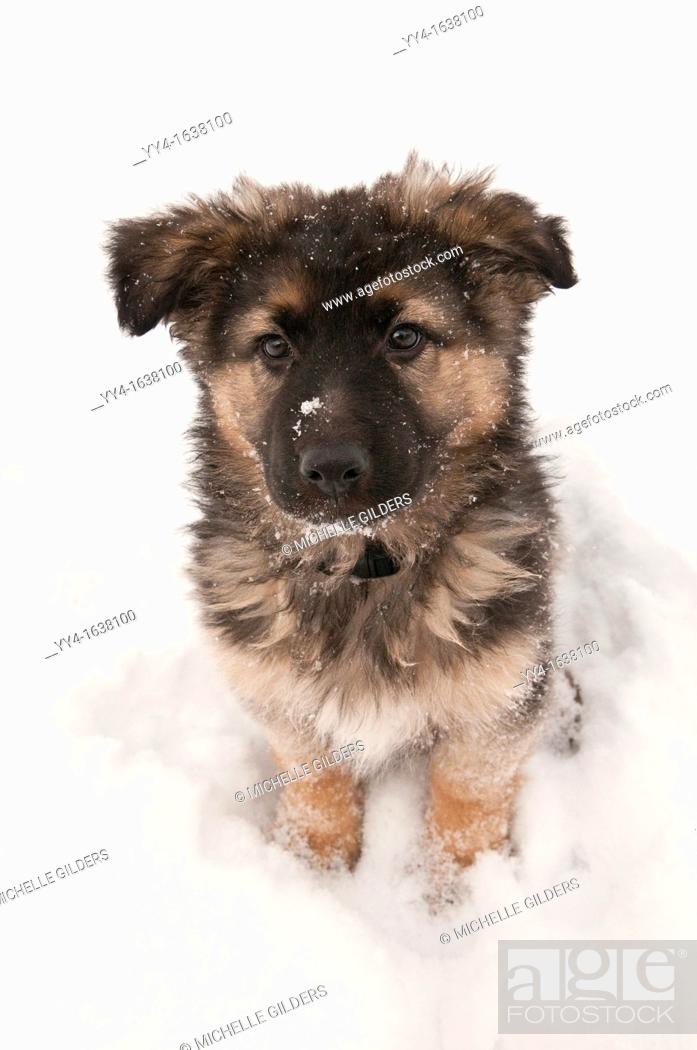 German shepherd long-haired, long-coated puppy, nine 9 weeks old, sitting  in snow, Stock Photo, Picture And Rights Managed Image. Pic. YY4-1638100 |  agefotostock
