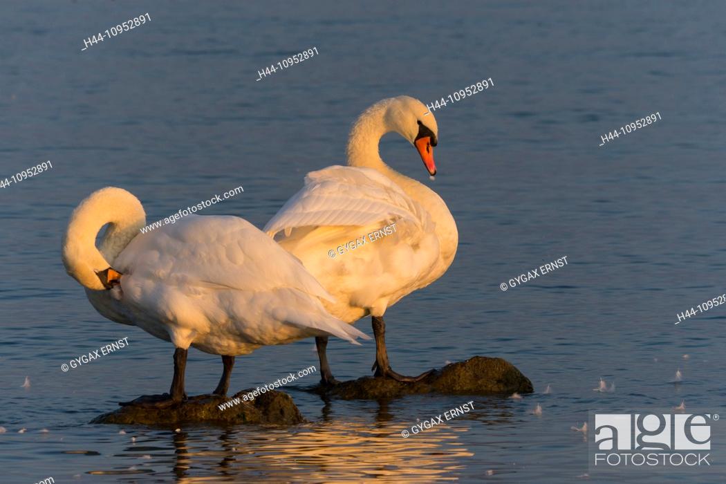 Stock Photo: Austria, Vorarlberg, Lake Constance, lake, avian, waterfowl, cygnus, swan, mute swan, cygnus olor, cleaning.