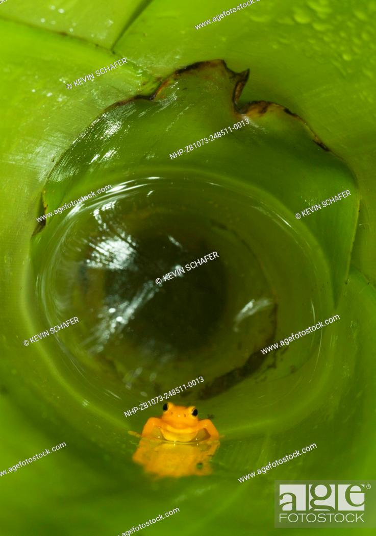 Stock Photo: Golden Rocket Frog ( Anomaloglossus beebei), Endemic to giant tank bromeliad plants. Kaieteur Falls, Kaieteur National Park, Guyana.