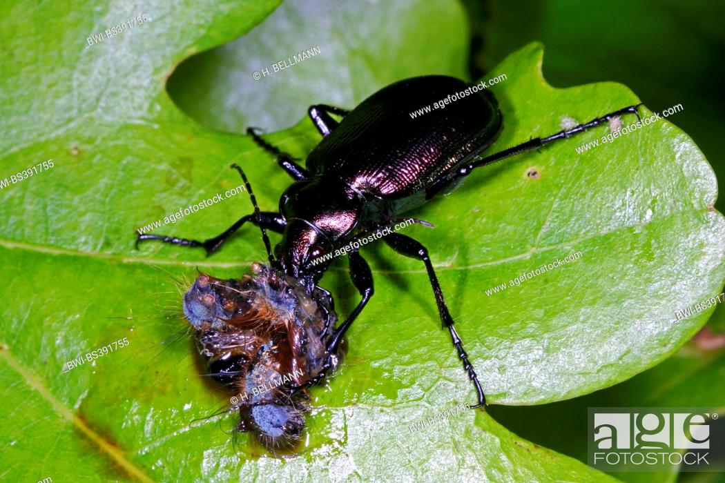 Stock Photo: oakwood ground beetle (Calosoma inquisitor), with caught caterpillar, Germany.