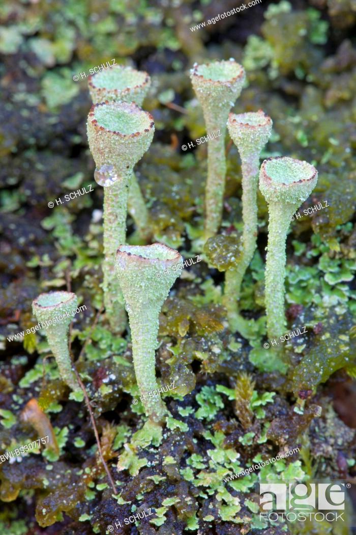 Stock Photo: cup lichen (Cladonia pyxidata), on bark, with ascocarps, Germany, Schleswig-Holstein.