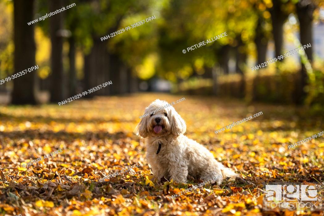 Stock Photo: 27 October 2022, Berlin: Bim, a Havanese, sits in the autumn leaves in the Charlottenburg Palace garden. Photo: Christophe Gateau/dpa/ZB.