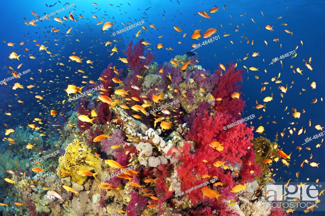 Stock Photo: Coral reef, reef block overgrown with Klunzinger's Soft Corals (Dendronephthya klunzingeri) and various stone corals (Hexacorallia), swarm Anthias (Anthiinae).