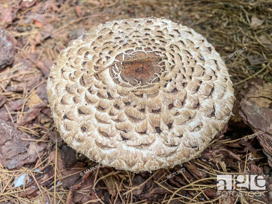 Stock Photo: Parasol mushroom (Macrolepiota procera) is a basidiomycete fungus with a large, prominent fruiting body resembling a parasol.