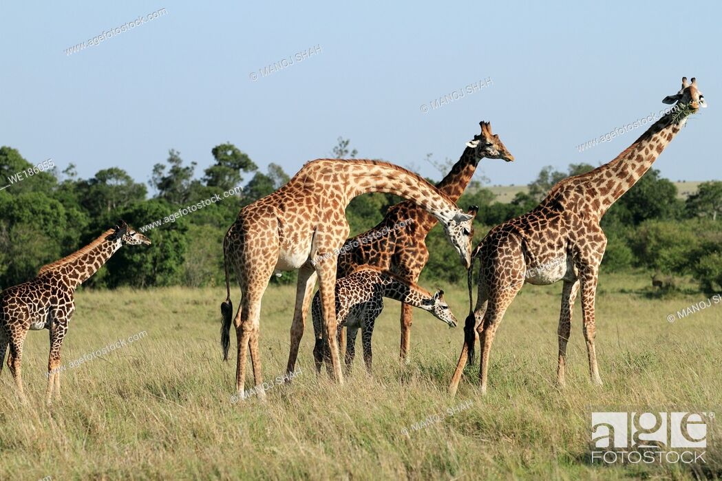 The tallest animal in the world which browses on tree leaves and twigs,  Stock Photo, Picture And Royalty Free Image. Pic. WE186055 | agefotostock