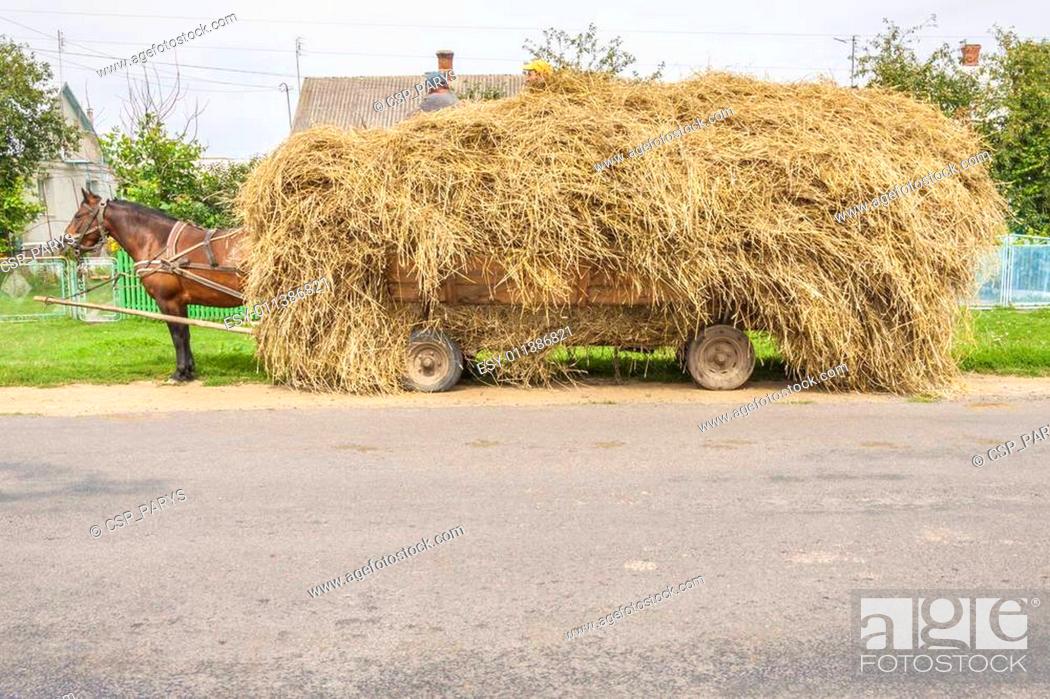 Stock Photo: One brown horse transportation hay on wooden cart - Ukraine.