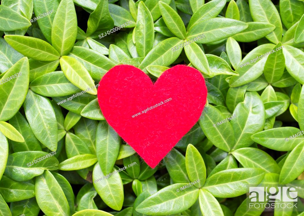 Stock Photo: Leaves and heart-shaped felt.