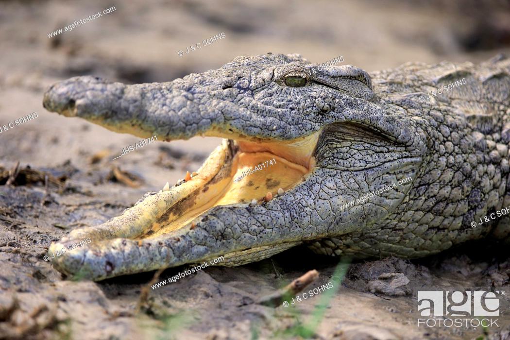 Stock Photo: Nile Crocodile, (Crocodylus niloticus), Saint Lucia Estuary, adult portrait onshore with open mouth, Isimangaliso Wetland Park, Kwazulu Natal, South Africa.