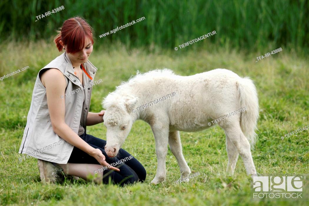Stock Photo: woman and Miniature Shetland Pony foal.