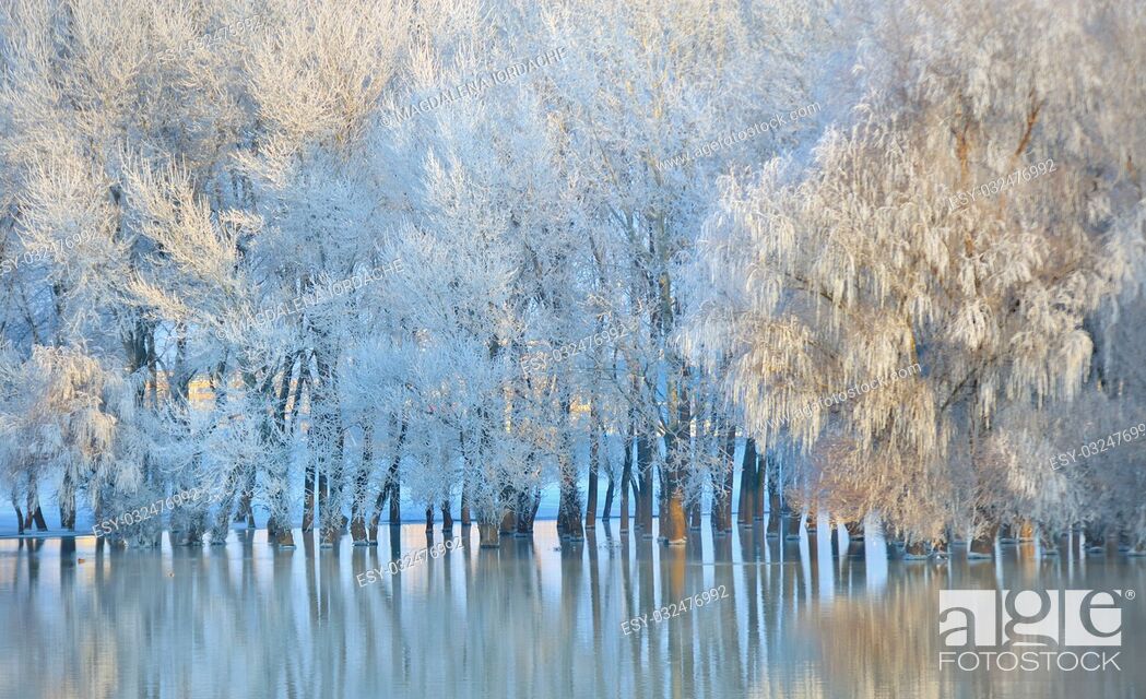 Stock Photo: Frosty winter trees on Danube river.