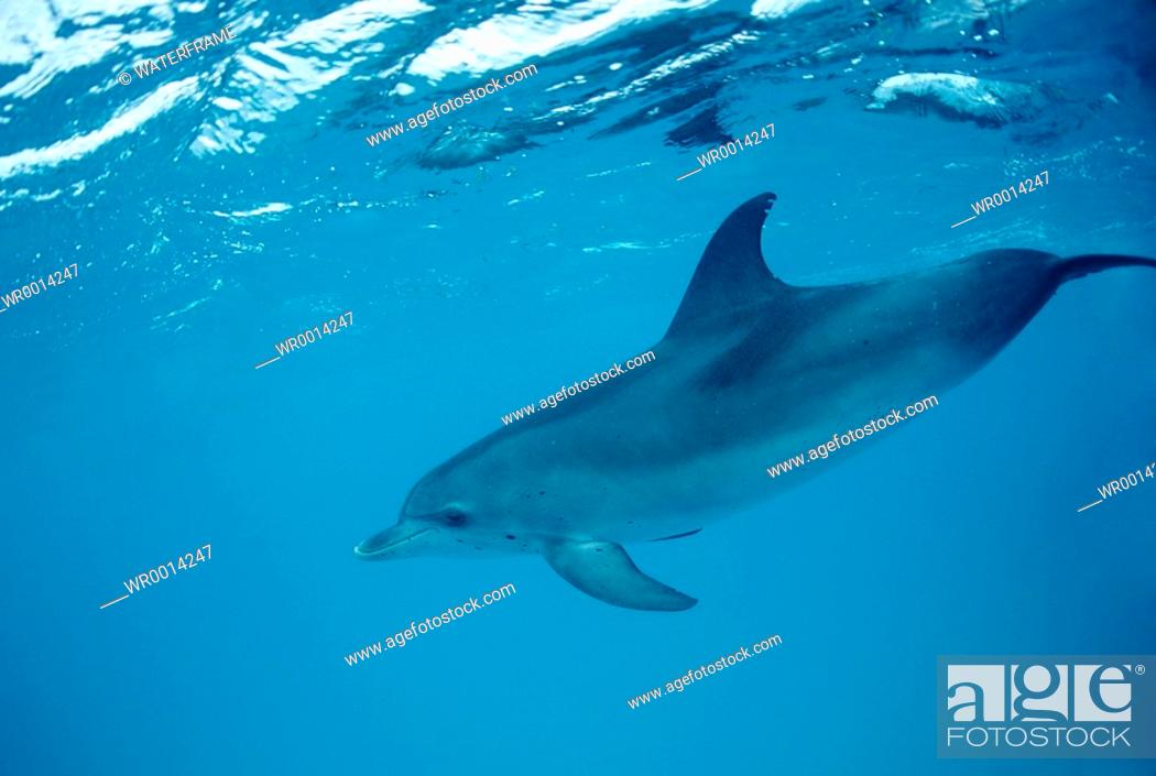 Stock Photo: Spotted Dolphin, Stenella frontalis, Atlantic, Caribbean Sea, Bahamas.