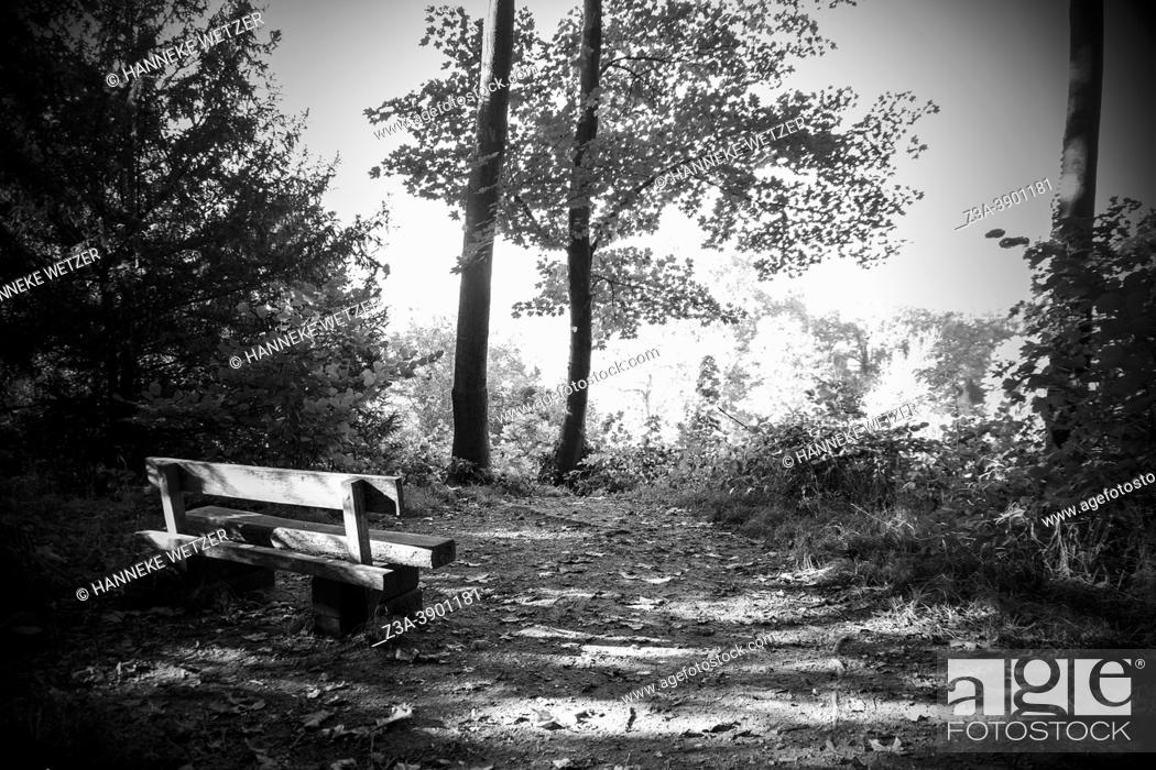 Photo de stock: July 10th, 2021; Elsloo, Limburg, the Netherlands: bench in a beautiful Dutch forest.