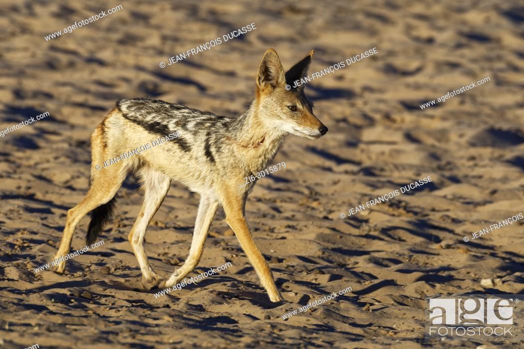 Stock Photo: Black-backed jackal (Canis mesomelas), walking on sandy ground, evening light, Kgalagadi Transfrontier Park, Northern Cape, South Africa, Africa.