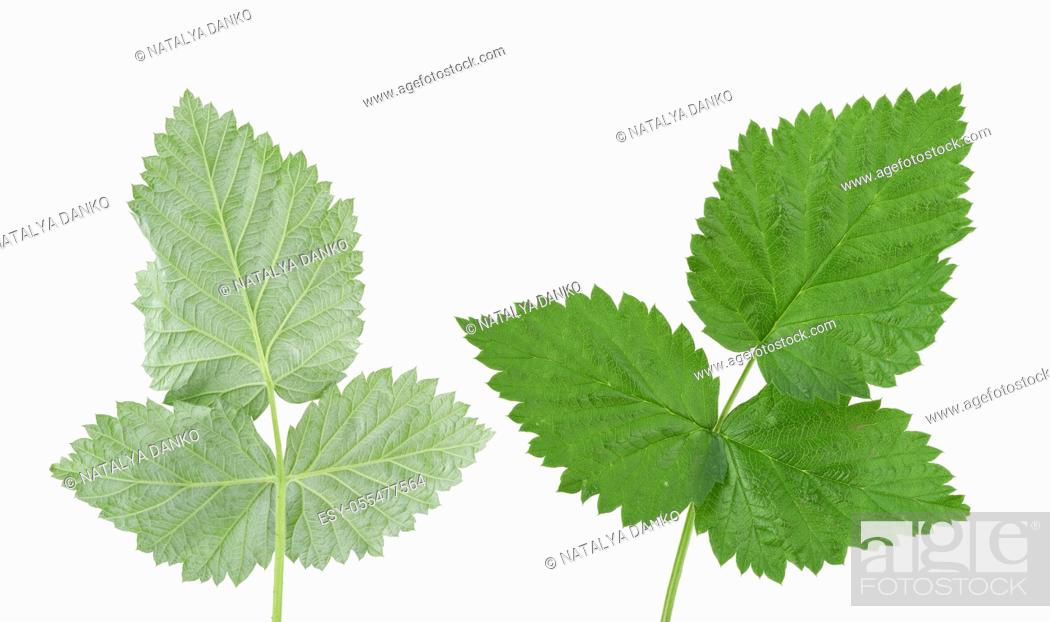 Stock Photo: various branches green raspberry leaves isolated on a white background, close up.