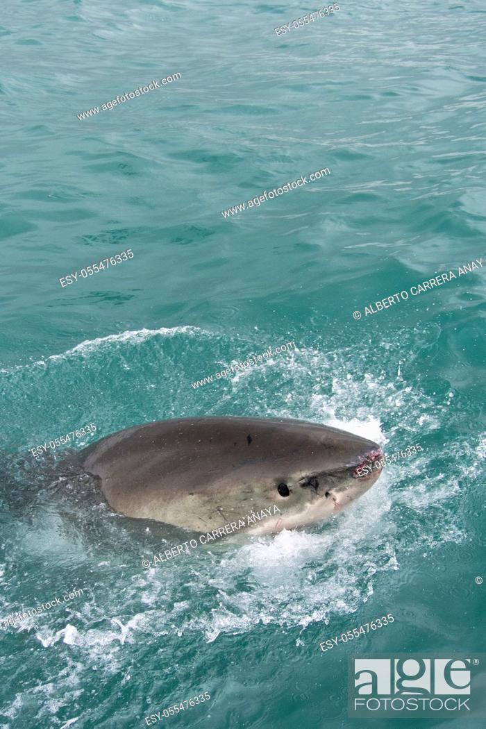 Stock Photo: Great White Shark, Carcharodon carcharias, Gansbaai, Western Cape, South Africa, Africa.