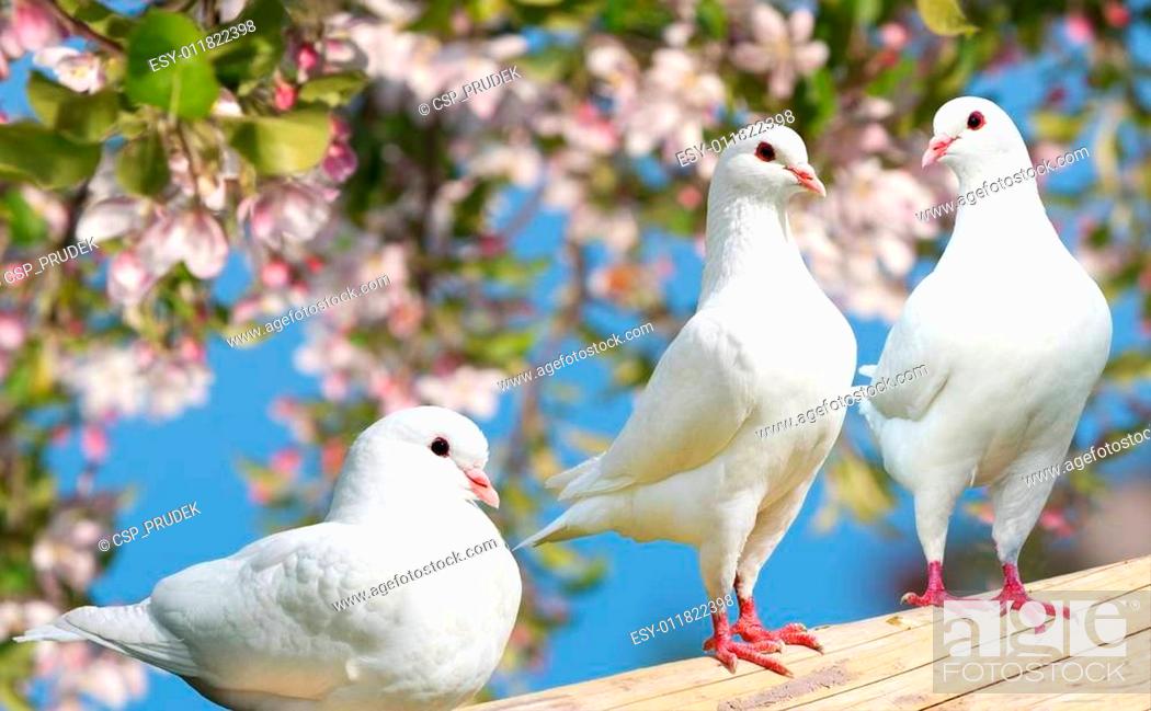 Three white pigeon on flowering background, Stock Photo, Picture And Low  Budget Royalty Free Image. Pic. ESY-011822398 | agefotostock