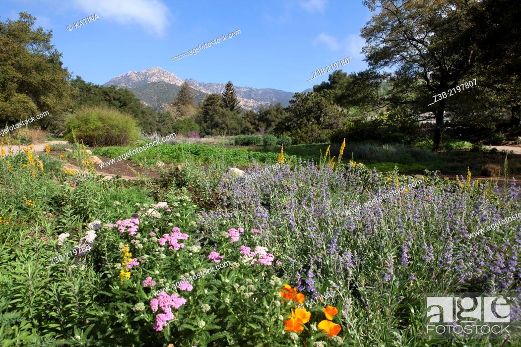 Flowers In Bloom And View Of Mountains At The Santa Barbara