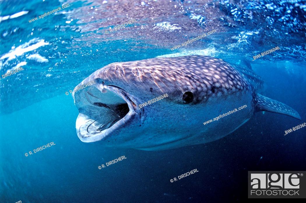 whale shark (Rhincodon typus), with wide opened mouth, largest fish of the  world, Djibouti, Stock Photo, Picture And Rights Managed Image. Pic.  BWI-BS036046 | agefotostock