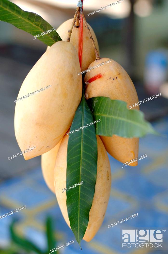Stock Photo: Mangos hanging on the tree (Thailand).