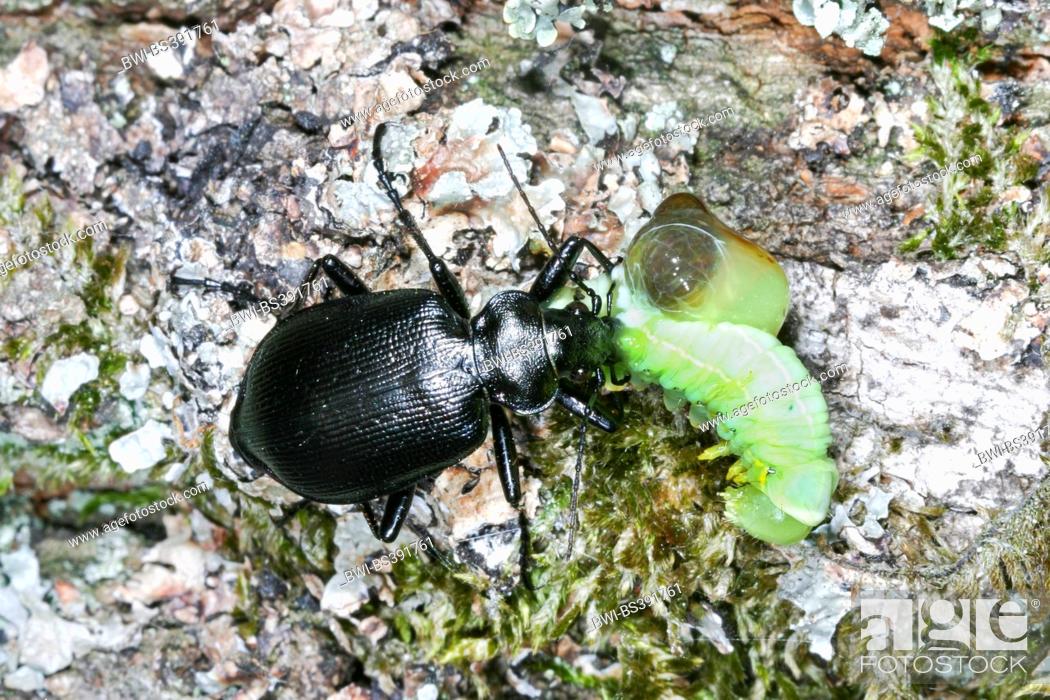 Stock Photo: oakwood ground beetle (Calosoma inquisitor), with caught caterpillar, Germany.