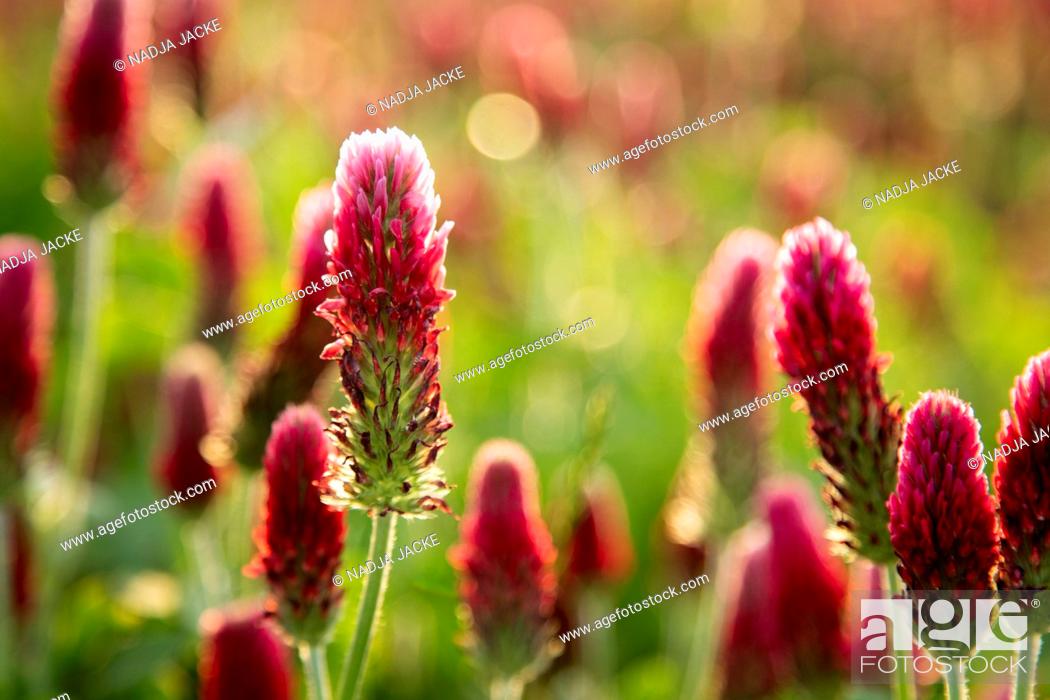 Stock Photo: Meadow, incarnate clover, detail.
