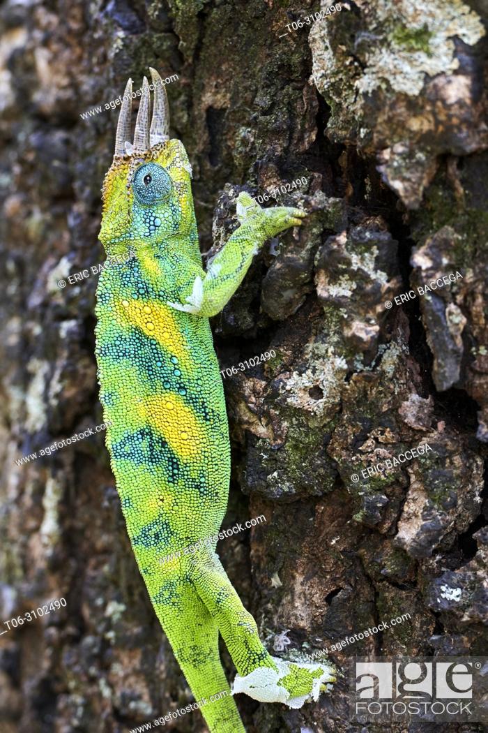 Jackson's three-horned chameleon (Trioceros jacksonii) climbing on tree,  Stock Photo, Picture And Rights Managed Image. Pic. T06-3102490 |  agefotostock