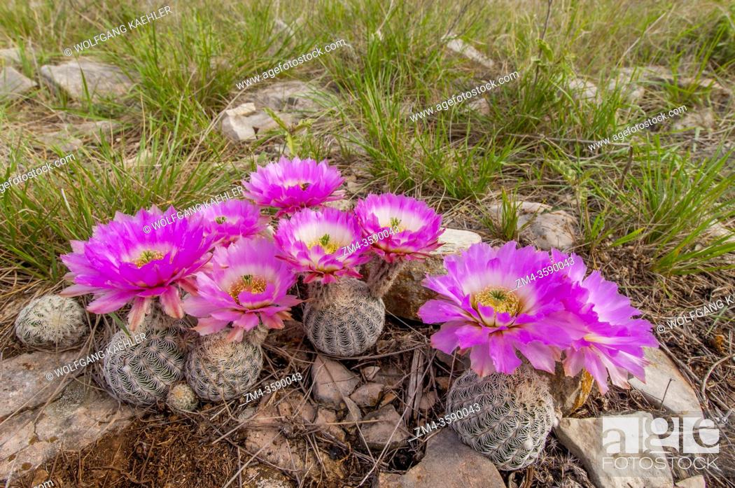 Stock Photo: Flowering Comb hedgehog cacti (Echinocereus reichenbachii var. reichenbachii) in the Hill Country of Texas near Hunt, USA.