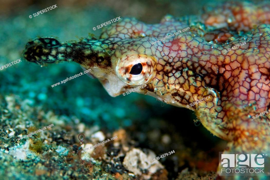 Stock Photo: Dragon Sea Moth.