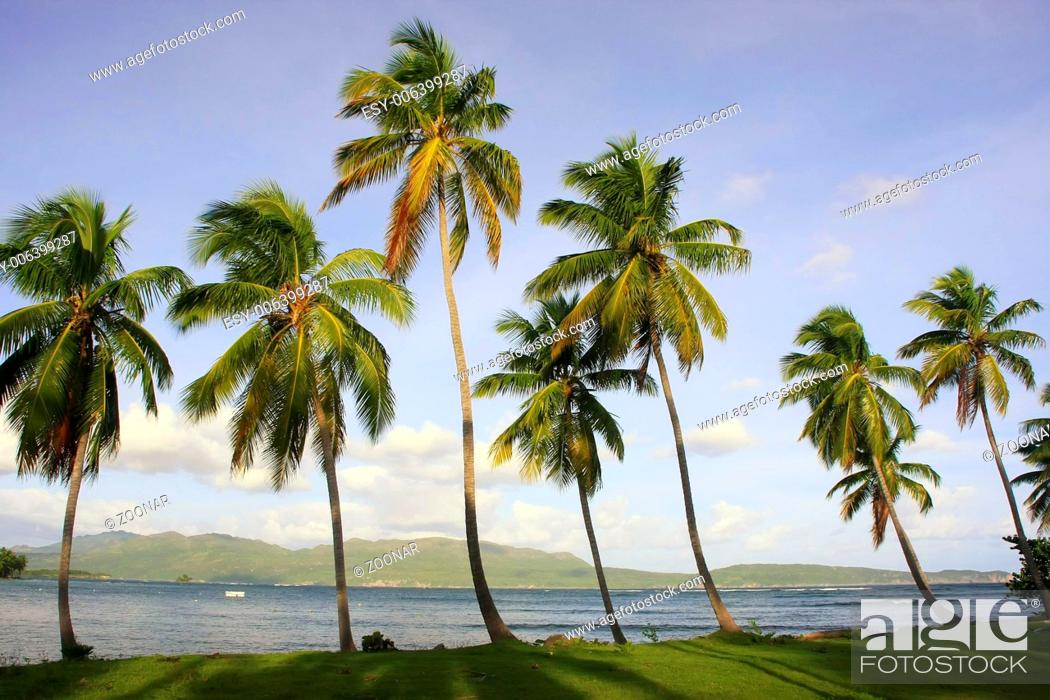 Photo de stock: Leaning palm trees at Las Galeras beach, Samana pe.