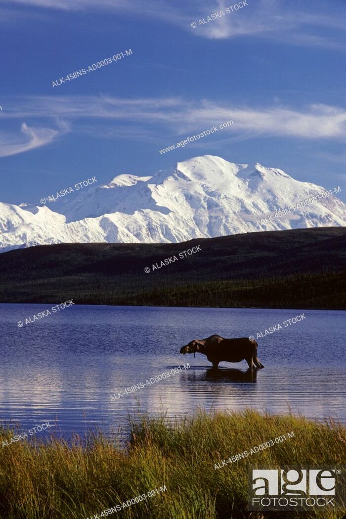 Stock Photo: Moose Feeding in Wonder Lake Mt McKinley Denali NP AK Summer.