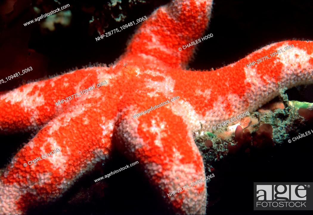 Stock Photo: bloody henry starfish  Date: 16/1/01  Ref: ZB775-109481-0063  COMPULSORY CREDIT: Oceans Image/Photoshot.
