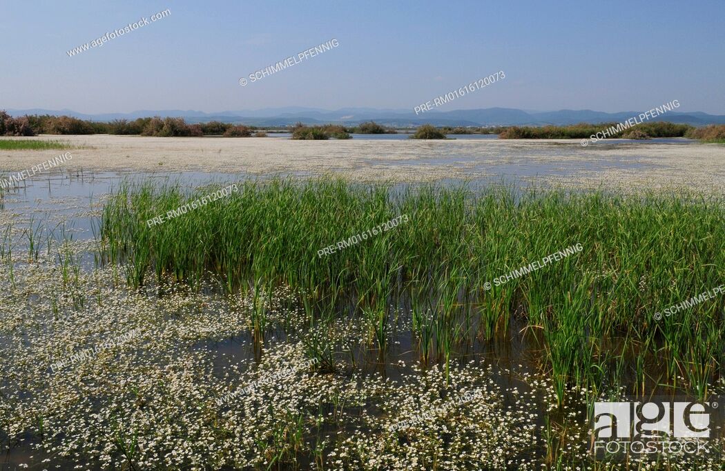 Stock Photo: Common water-crowfoot Ranunculus aquatilis and Reed, Evros-Delta, Thrace, Greece.