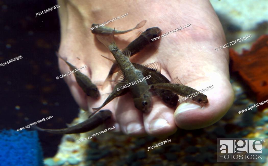 Stock Photo: FILE - an archive picture dated 23 September 2014 shows small fish (Garra Rufas) nibbling the feet of a customer in the 'Garra Rufa Lounge' in Kiel, Germany.