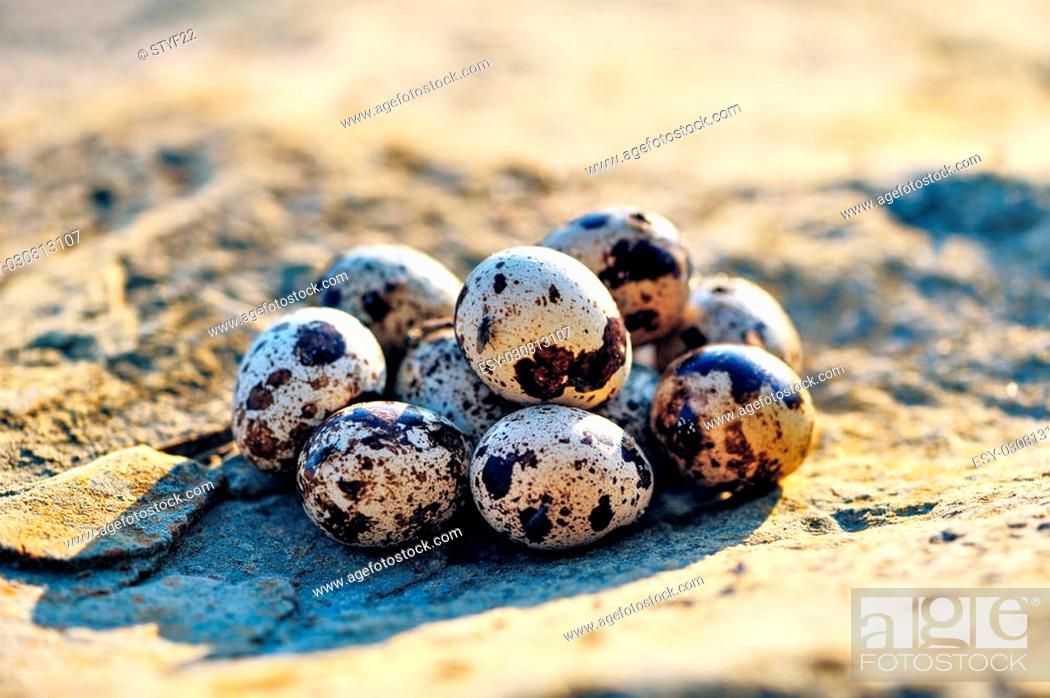 Stock Photo: Quail eggs on the textured stone surface.