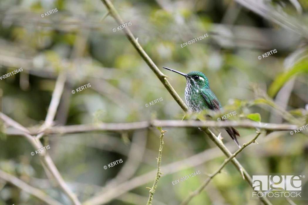 Stock Photo: The hummingbird sitting on the tree.