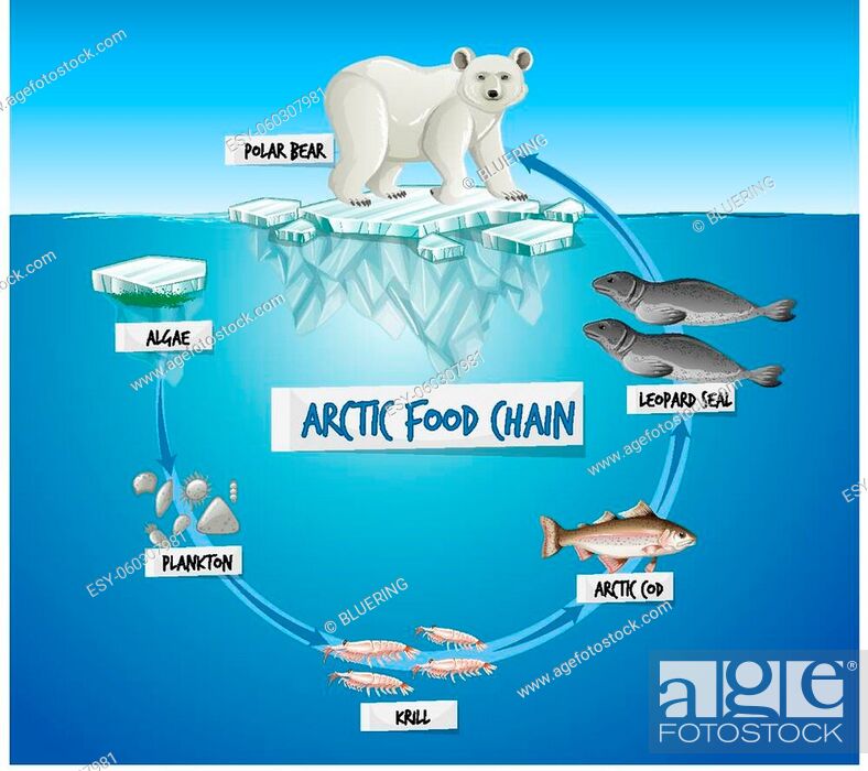 Arctic Food Chain Diagram Concept illustration, Stock Vector, Vector And  Low Budget Royalty Free Image. Pic. ESY-060307981 | agefotostock