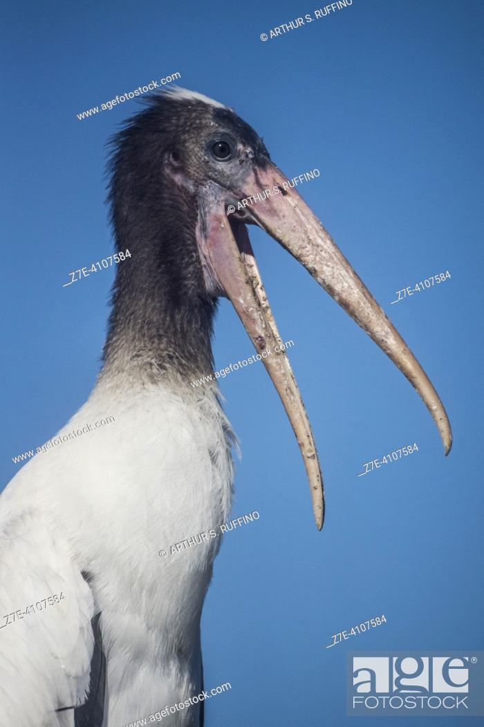 Imagen: Profile portrait of a juvenile wood stork (Mycteria americana) with an open beak. Delray Beach, Wakodahatchee Wetlands, Florida, United States of America.