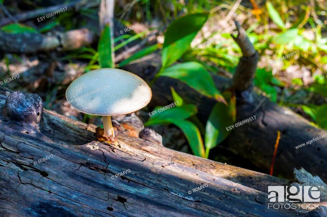 Stock Photo: Mushroom growing from log in forest. Natural organic toxic plants growing in wood.