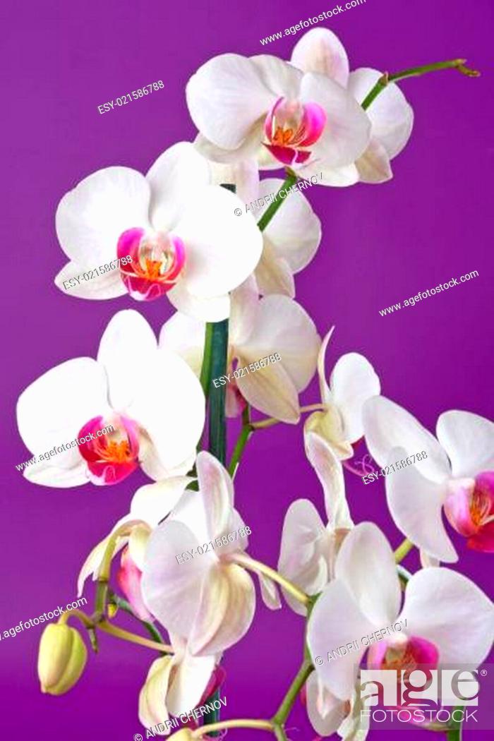 Stock Photo: Closeup of a beautiful white orchid flowers.