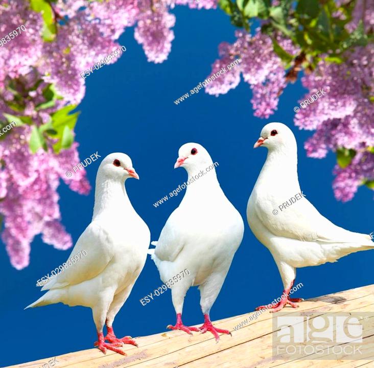 Beautiful view of three white pigeons on perch with flowering lilac tree  background, imperial pigeon, Stock Photo, Picture And Low Budget Royalty  Free Image. Pic. ESY-029835970 | agefotostock