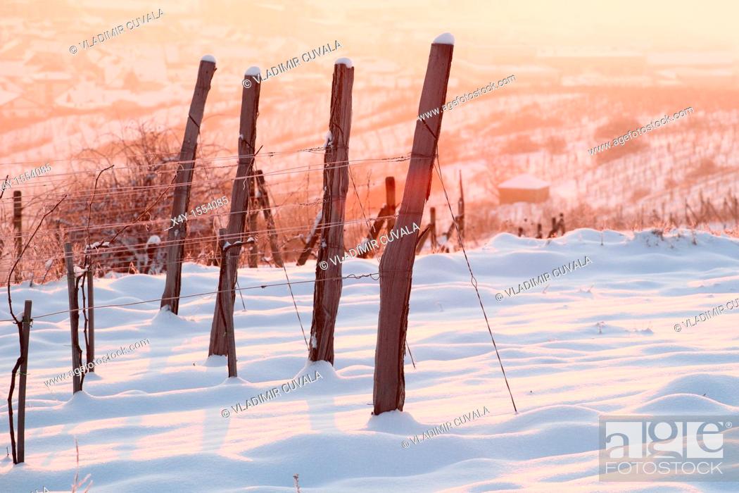 Stock Photo: Vineyards near Modra Slovakia in early morning sun.