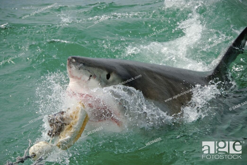 Stock Photo: Great white shark (carcharodon carcharias) breaking the surface to bite bait, Gansbaii, Dyer Island, South Africa.