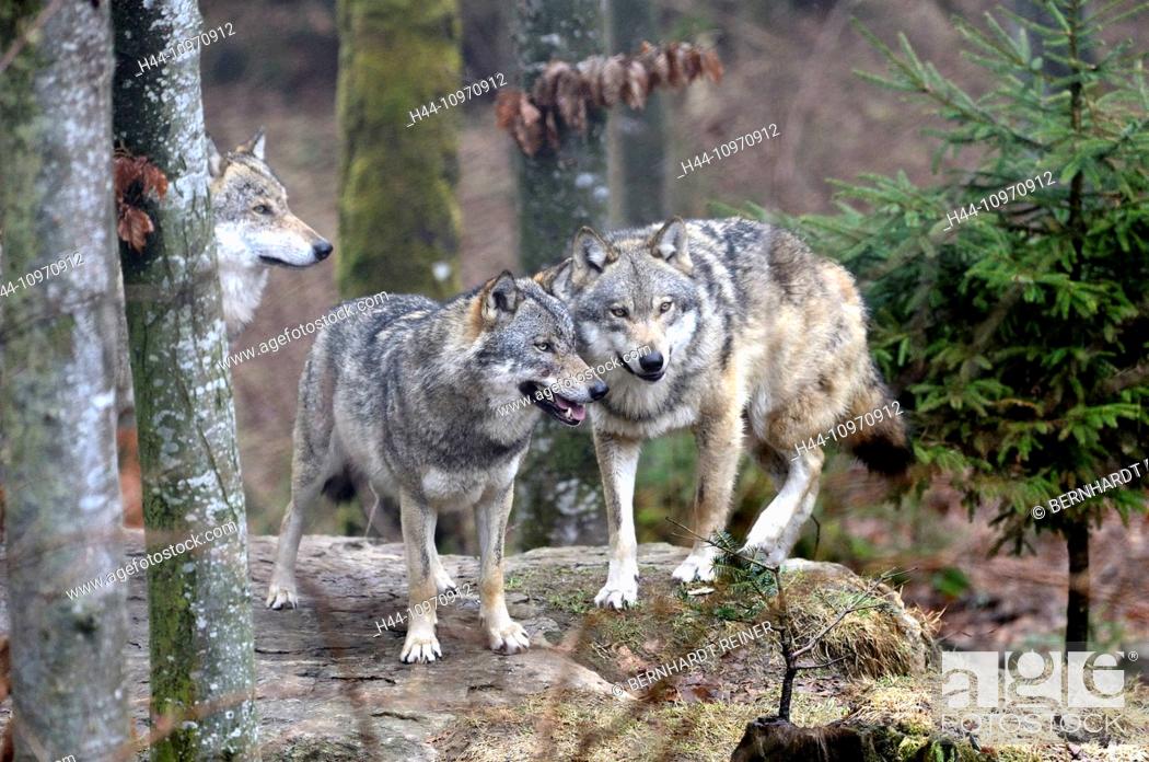 Stock Photo: Canis lupus, canids, European Wolf, animal, Gray wolf, predators, wolves, predator, Wolf, animal, winter, snow, deep snow, cold, frost, predator, Canine, wolves.