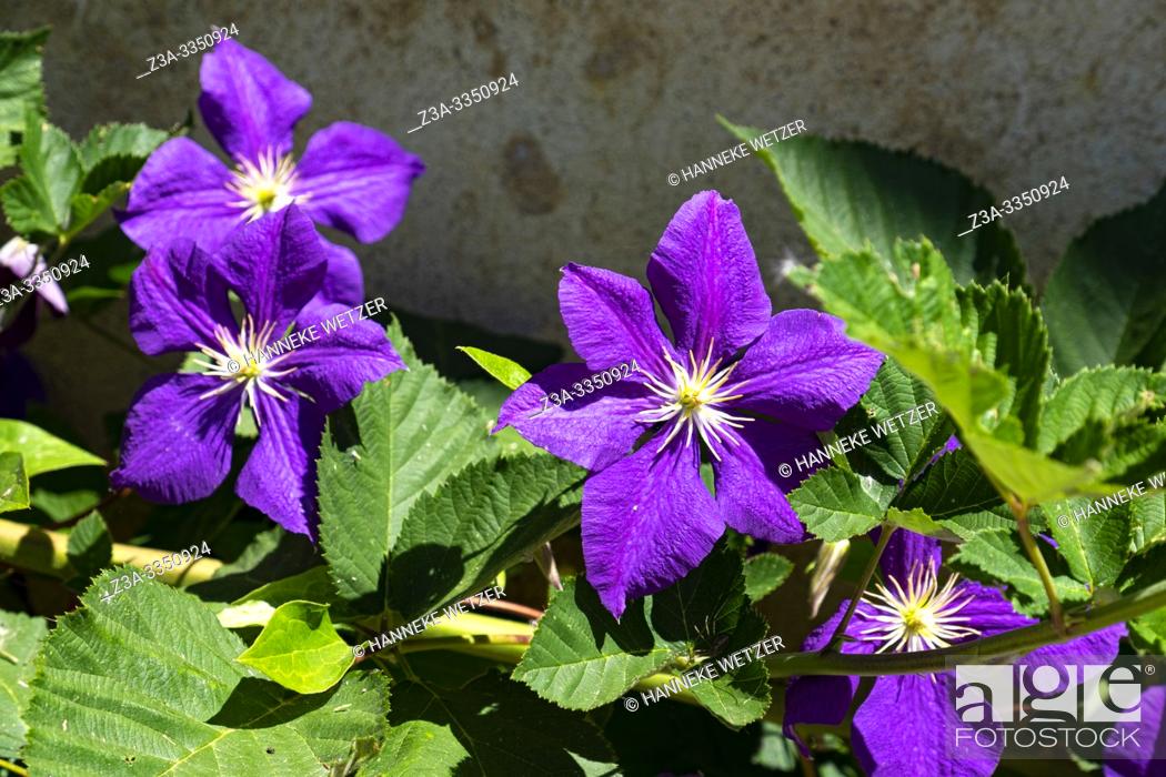Stock Photo: Purple flower in a garden in France, Europe.