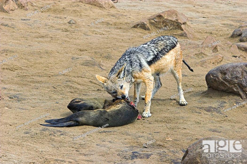 Stock Photo: Black-backed Jackal at carcass of South African Fur Seal Cape Cross Namibia Canis mesomelas Arctocephalus pusillus.
